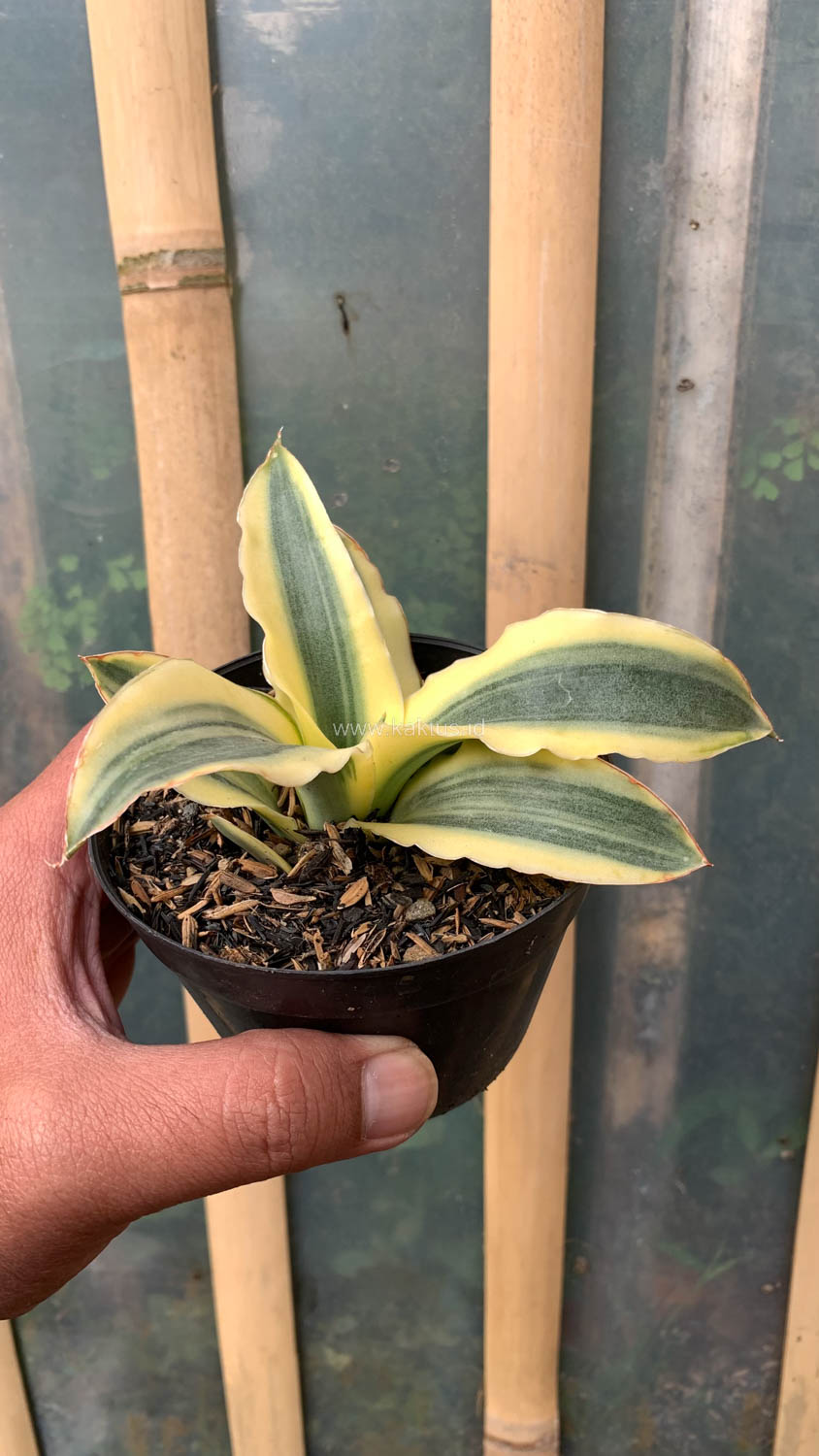 747. Sansevieria Katana Variegated - Image 10