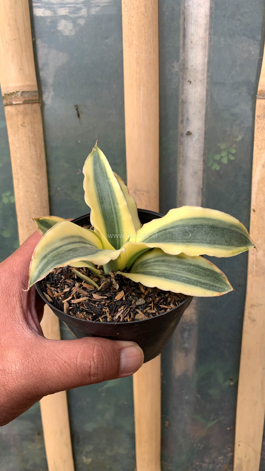 747. Sansevieria Katana Variegated - Image 11