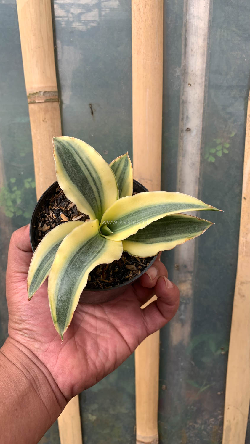 747. Sansevieria Katana Variegated - Image 12
