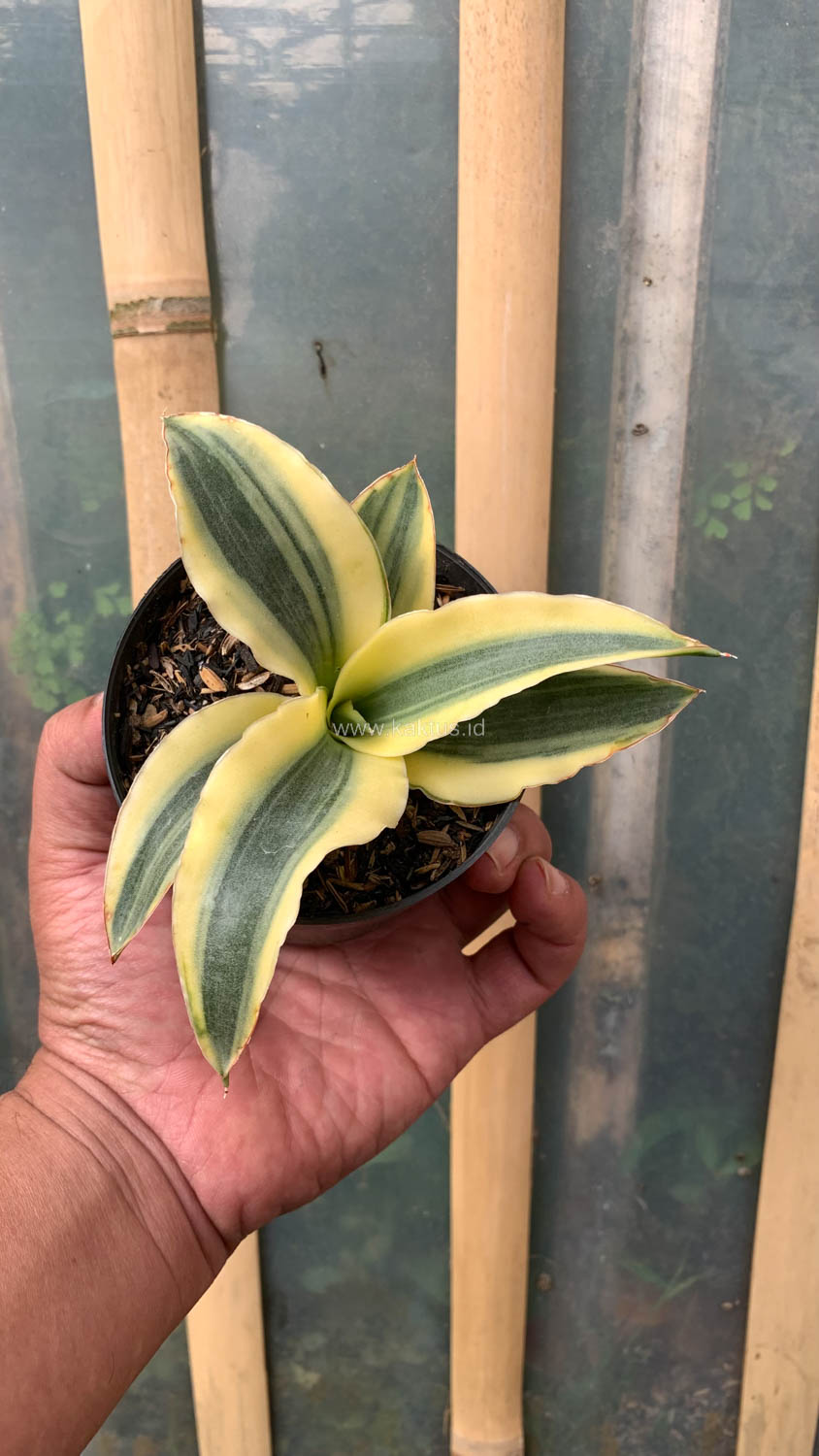 747. Sansevieria Katana Variegated - Image 13
