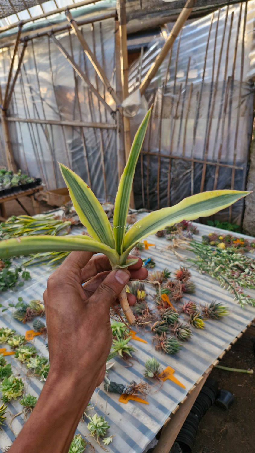 747. Sansevieria Katana Variegated - Image 2