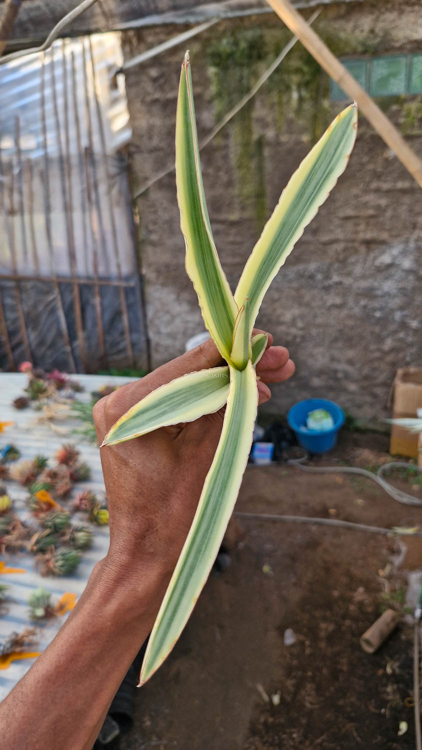 747. Sansevieria Katana Variegated - Image 4