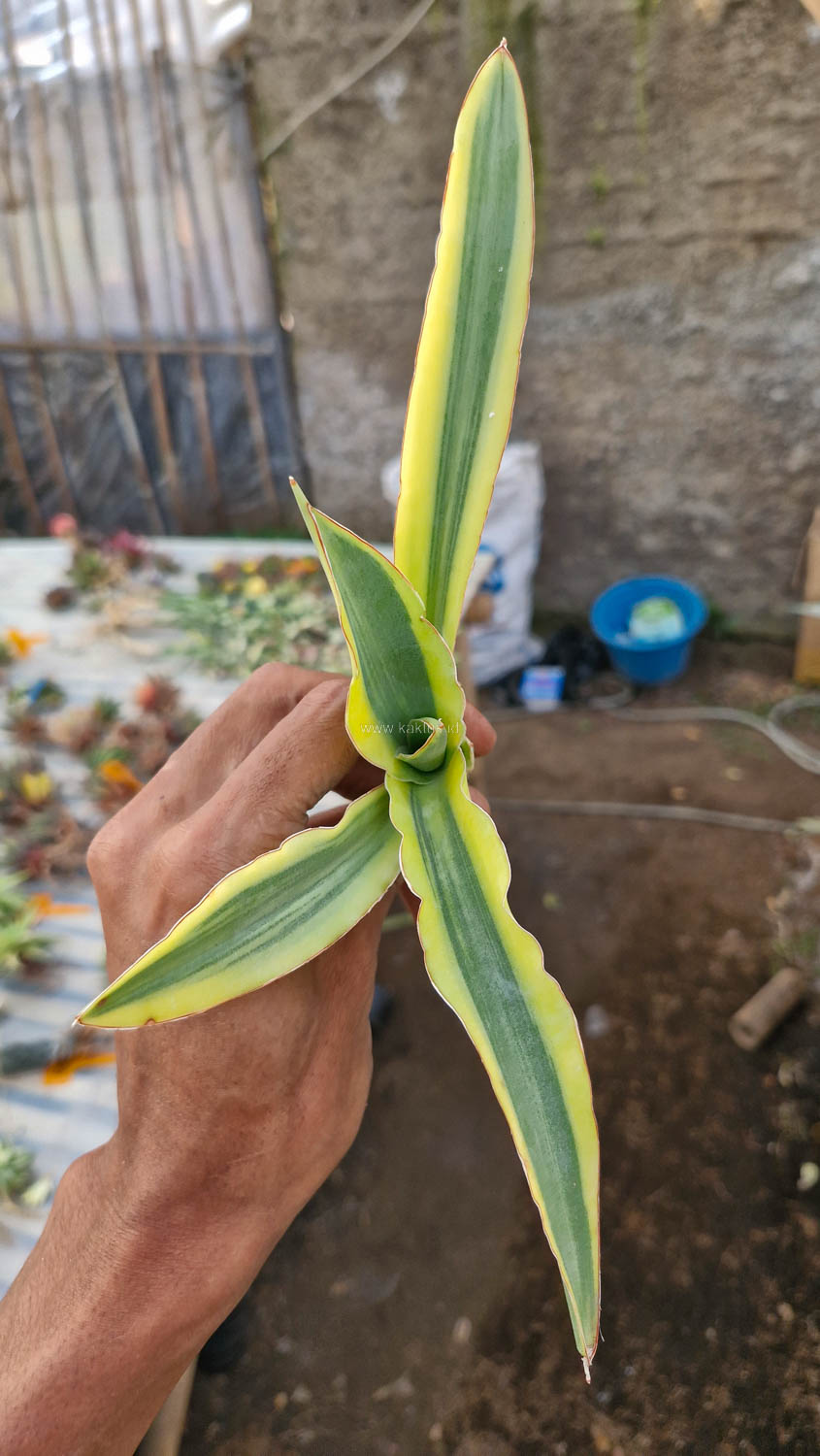 747. Sansevieria Katana Variegated - Image 6
