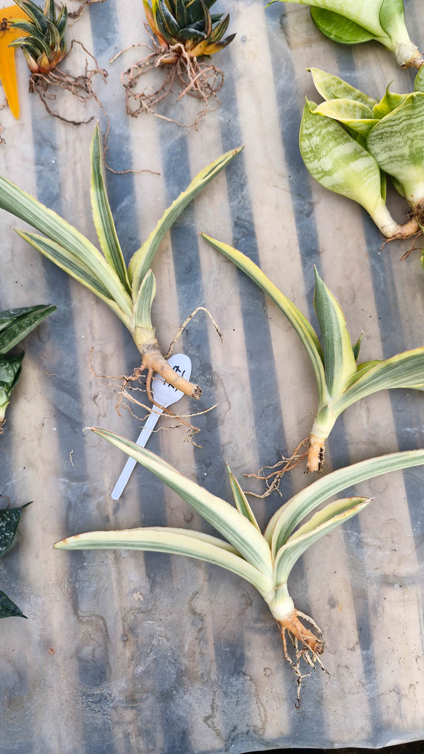 747. Sansevieria Katana Variegated - Image 8