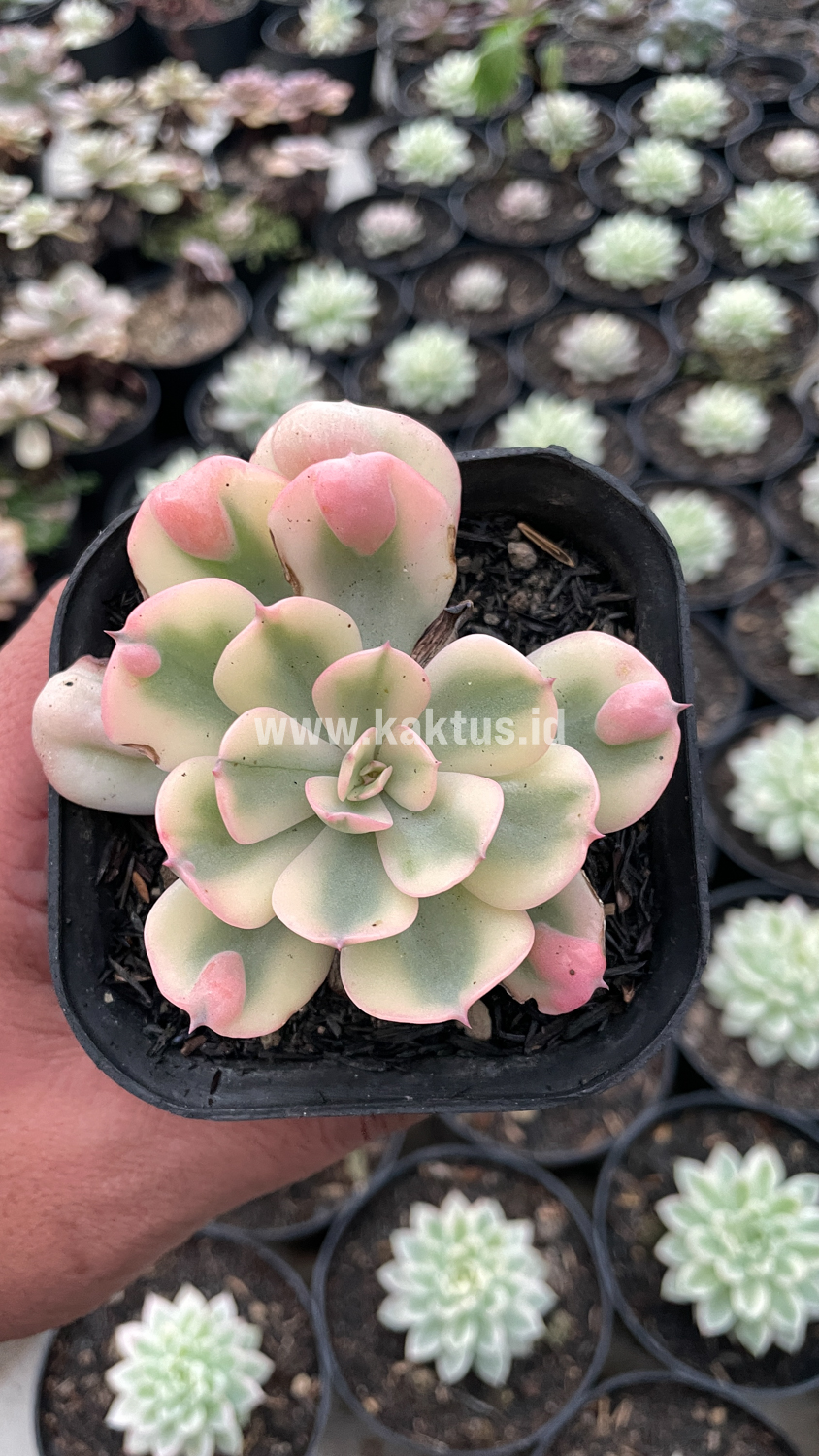 748. Echeveria Raindrops Tricolor Aurea Variegated - Image 7