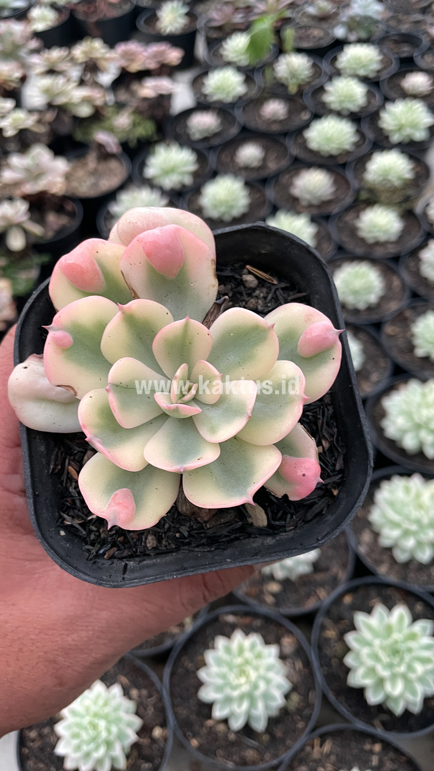 748. Echeveria Raindrops Tricolor Aurea Variegated - Image 6
