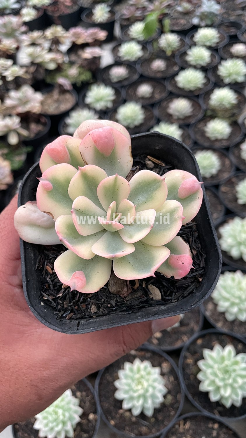 748. Echeveria Raindrops Tricolor Aurea Variegated - Image 5