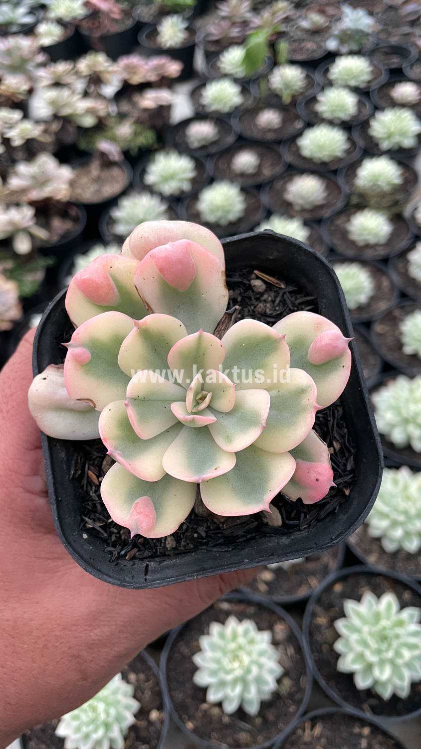 748. Echeveria Raindrops Tricolor Aurea Variegated - Image 4