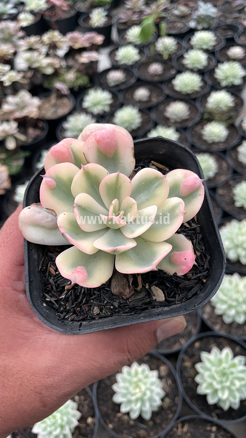 748. Echeveria Raindrops Tricolor Aurea Variegated - Image 3