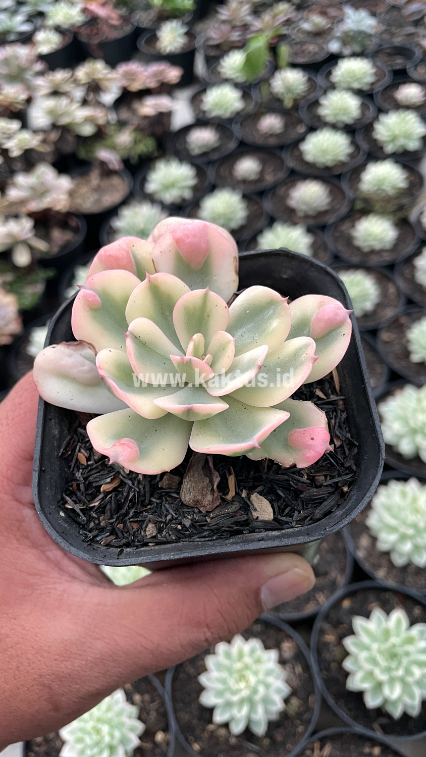748. Echeveria Raindrops Tricolor Aurea Variegated - Image 2
