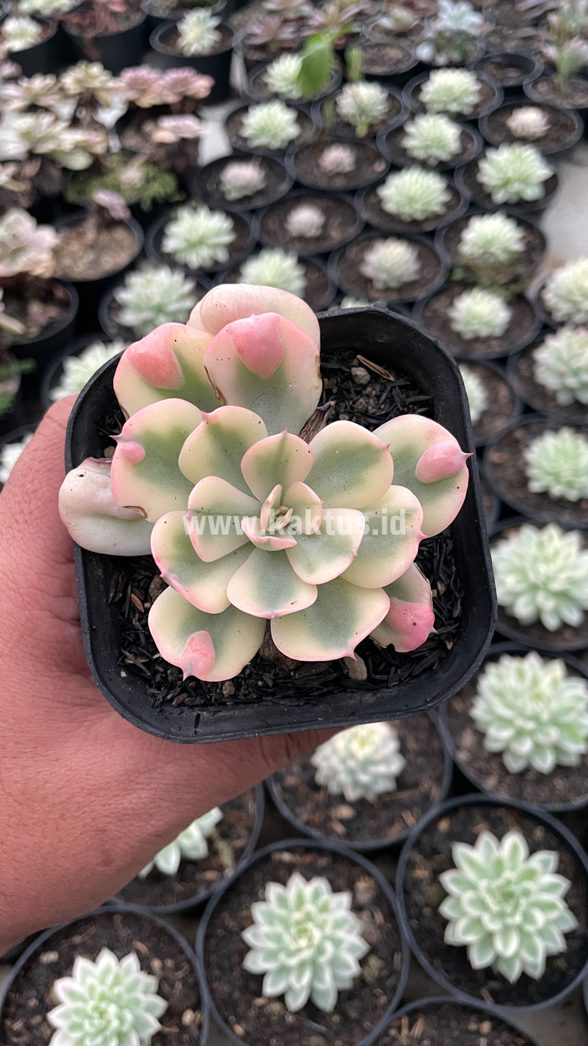 748. Echeveria Raindrops Tricolor Aurea Variegated - Image 15
