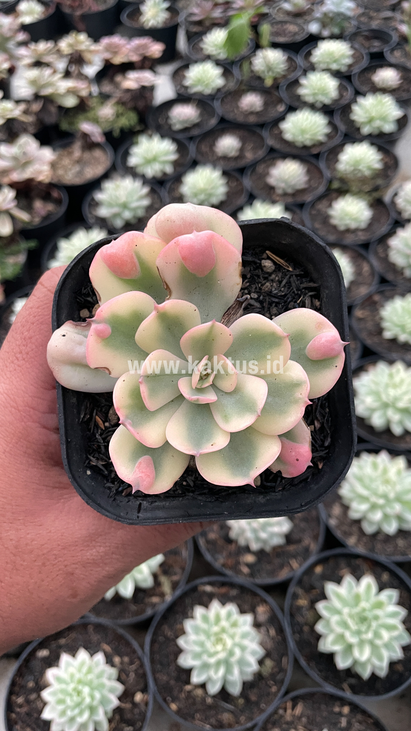 748. Echeveria Raindrops Tricolor Aurea Variegated - Image 14
