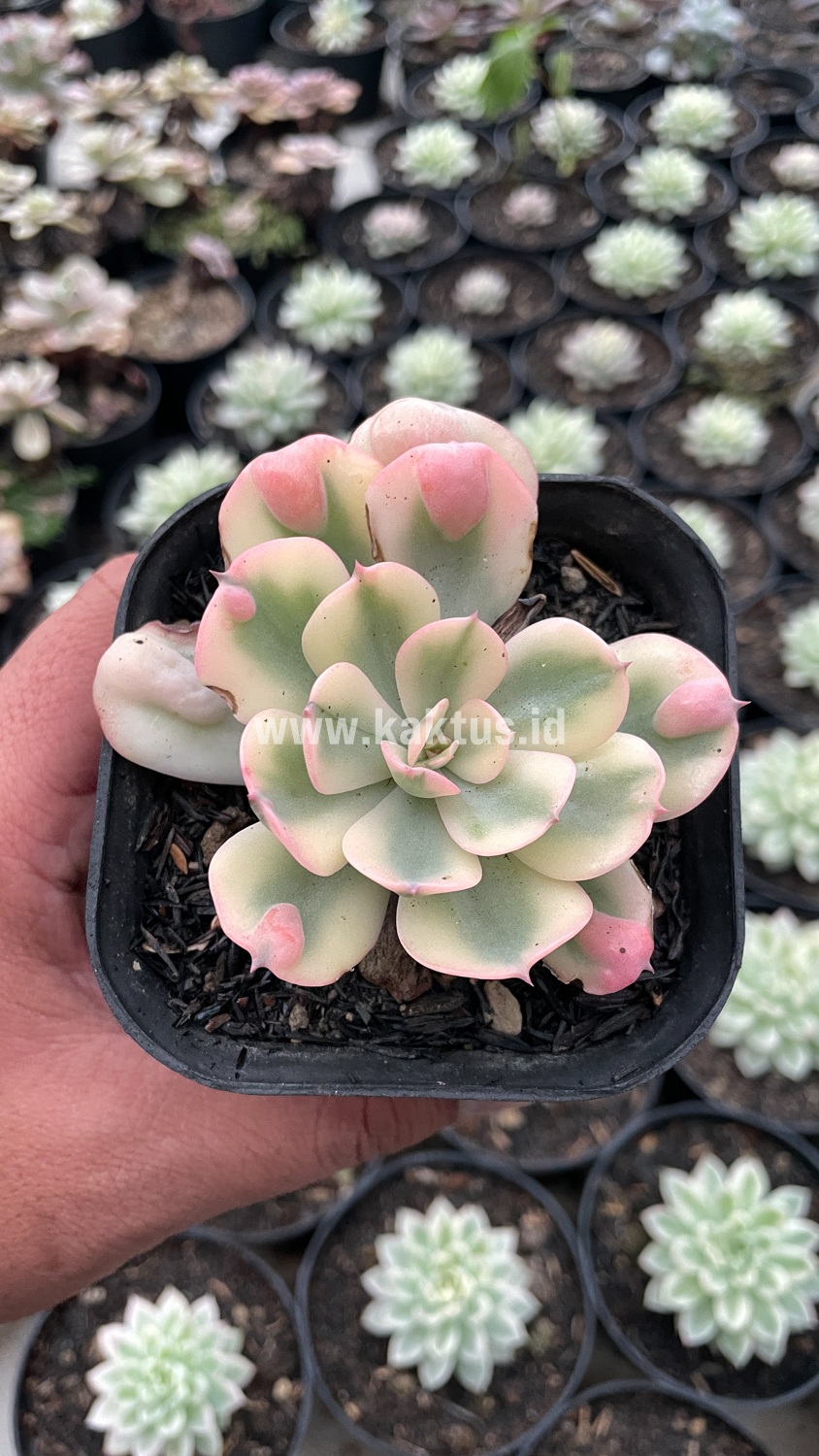 748. Echeveria Raindrops Tricolor Aurea Variegated - Image 13
