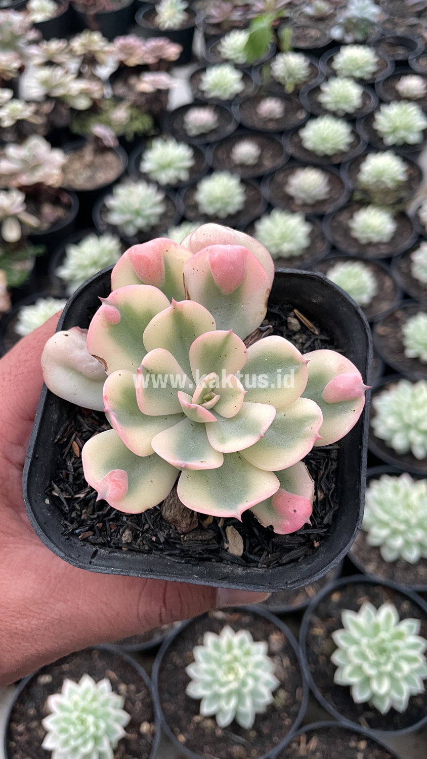 748. Echeveria Raindrops Tricolor Aurea Variegated - Image 12