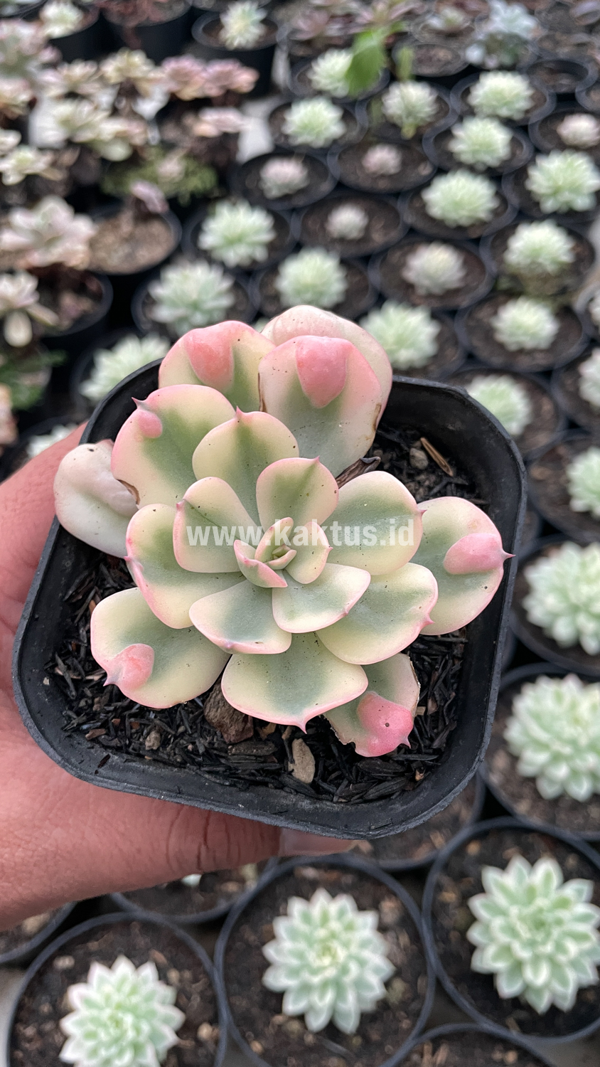 748. Echeveria Raindrops Tricolor Aurea Variegated - Image 11