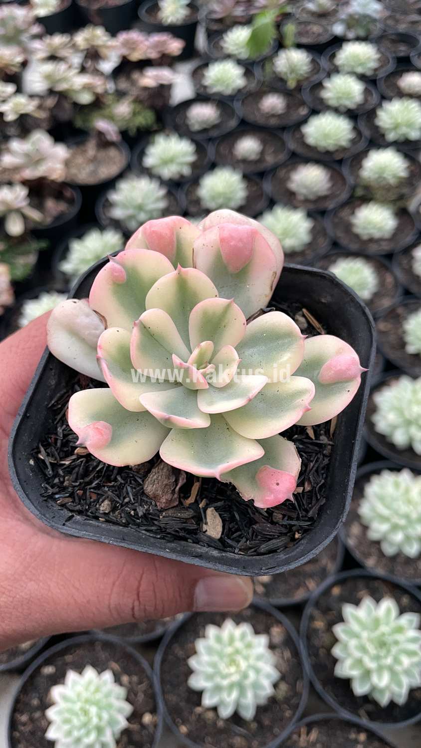 748. Echeveria Raindrops Tricolor Aurea Variegated - Image 10