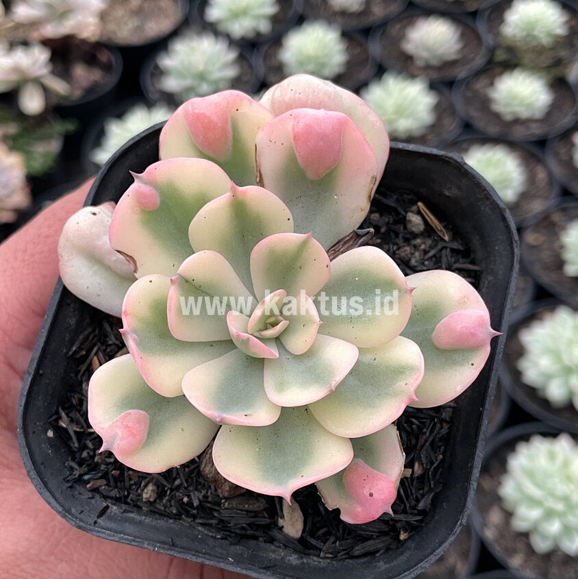 748. Echeveria Raindrops Tricolor Aurea Variegated - Image 9