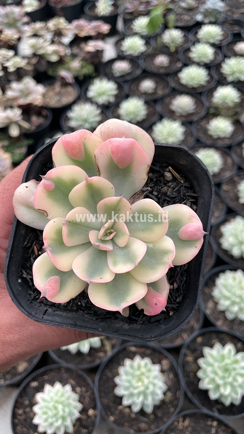 748. Echeveria Raindrops Tricolor Aurea Variegated - Image 8
