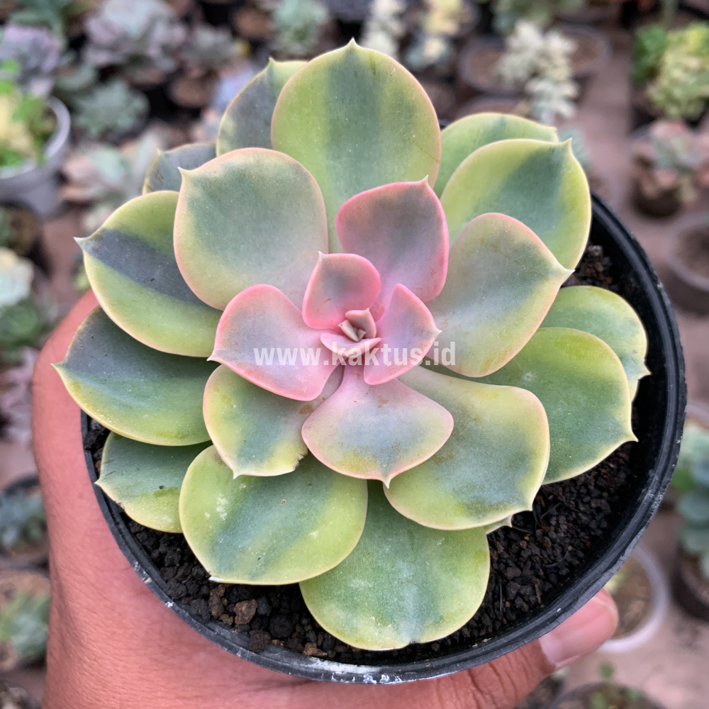 749. Echeveria Perle Aurea Variegated - Image 2