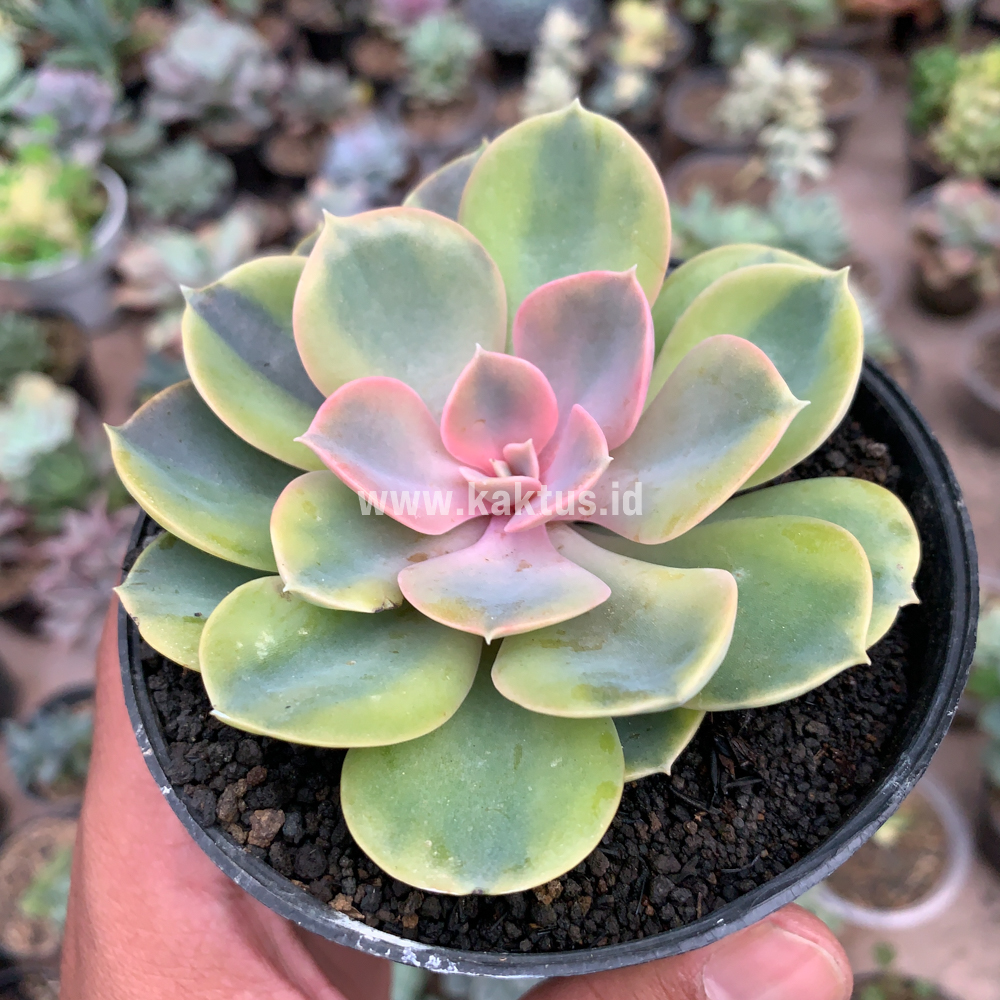 749. Echeveria Perle Aurea Variegated - Image 3