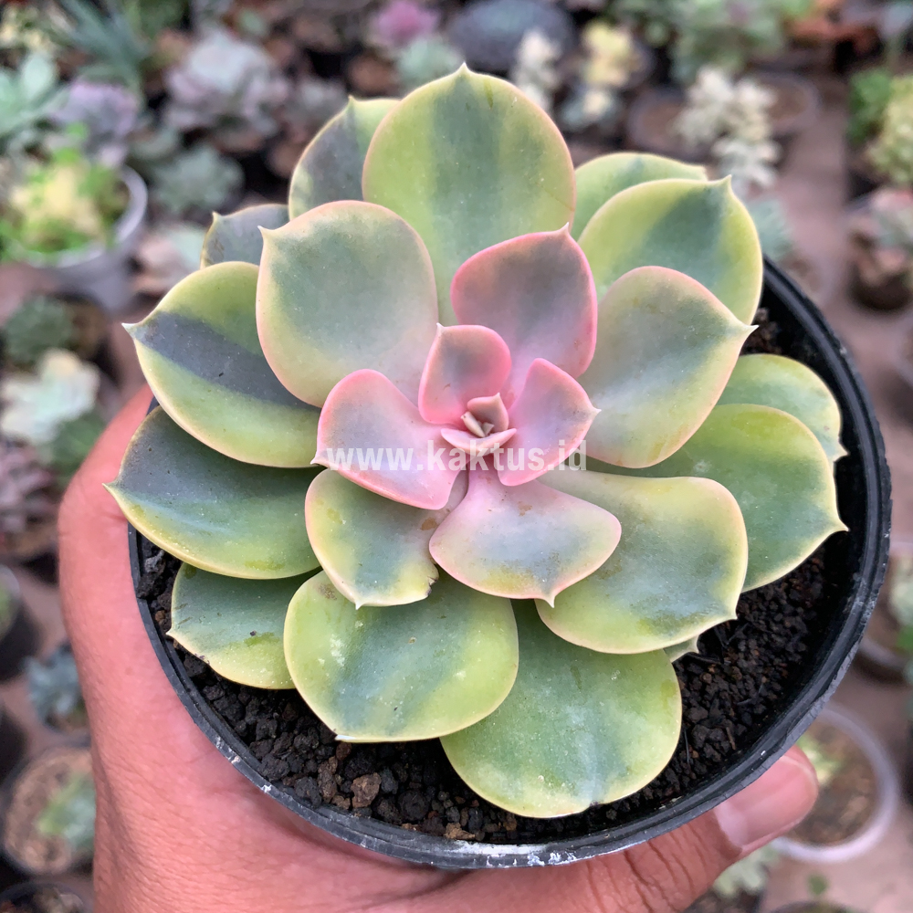 749. Echeveria Perle Aurea Variegated - Image 4