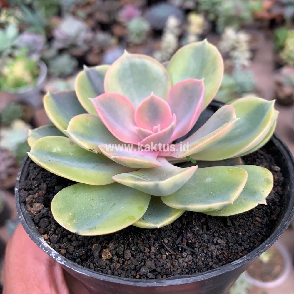 749. Echeveria Perle Aurea Variegated - Image 5