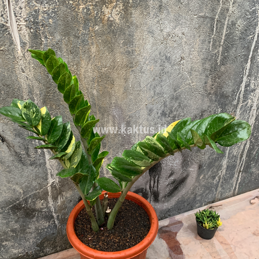 751. Zamioculcas Zamiifolia Variegated - Image 5