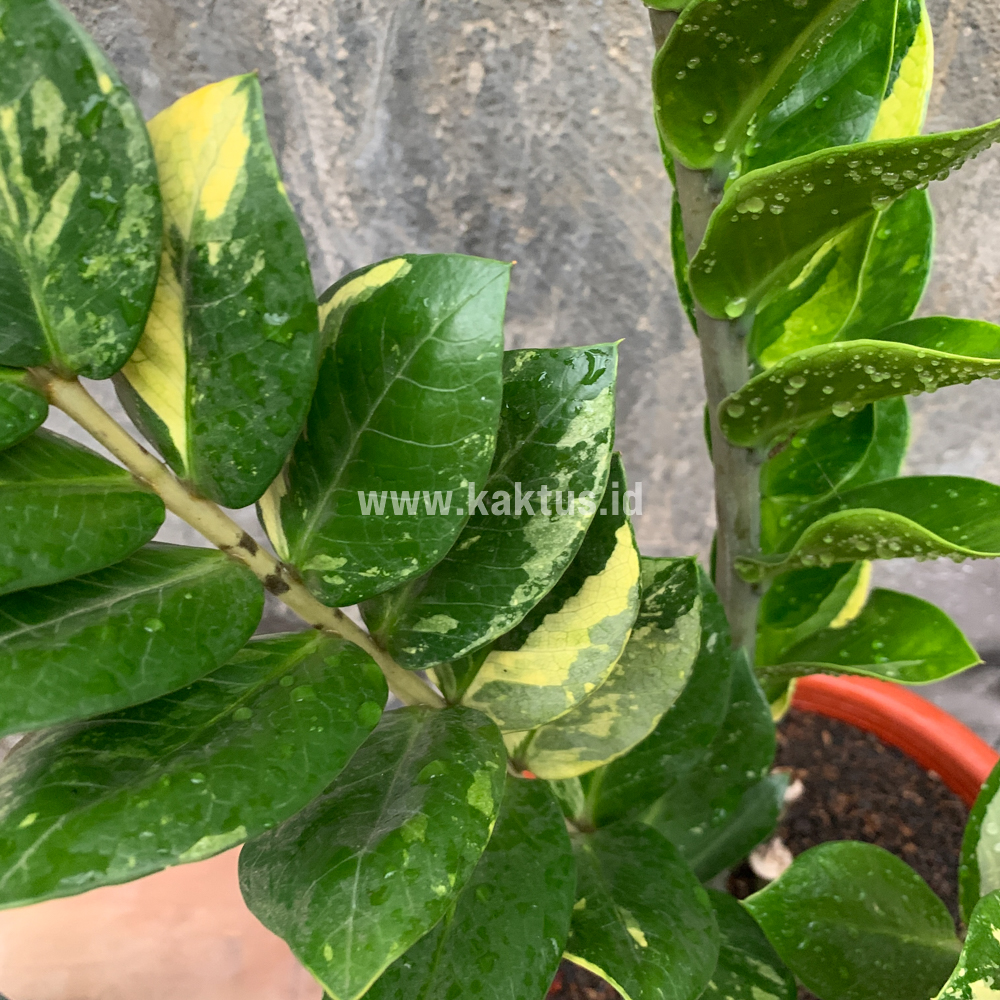 751. Zamioculcas Zamiifolia Variegated - Image 3