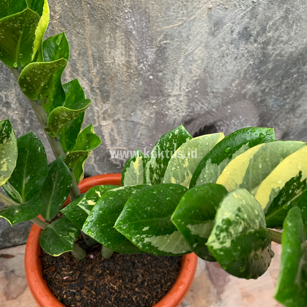 751. Zamioculcas Zamiifolia Variegated - Image 7