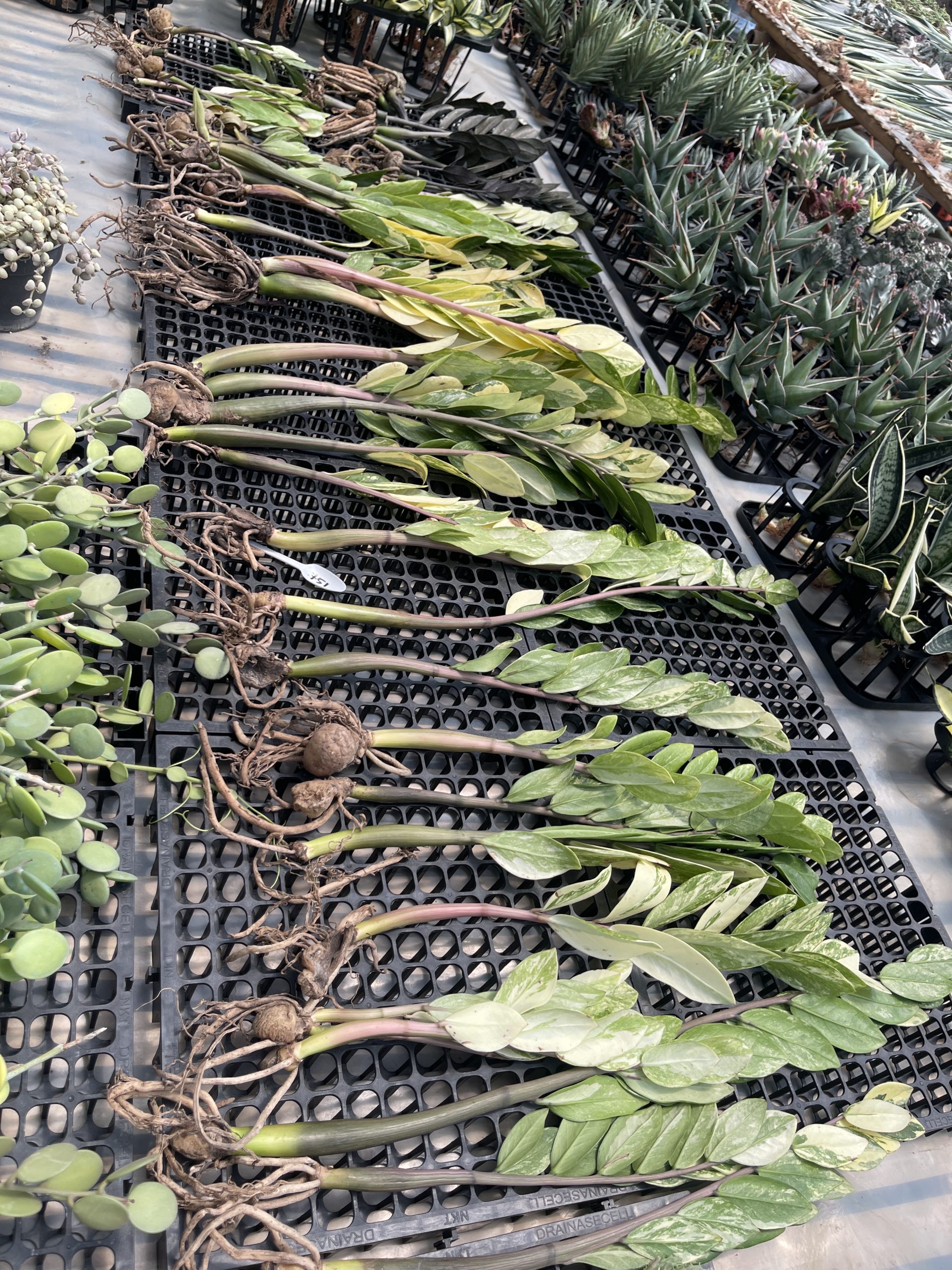751. Zamioculcas Zamiifolia Variegated - Image 12