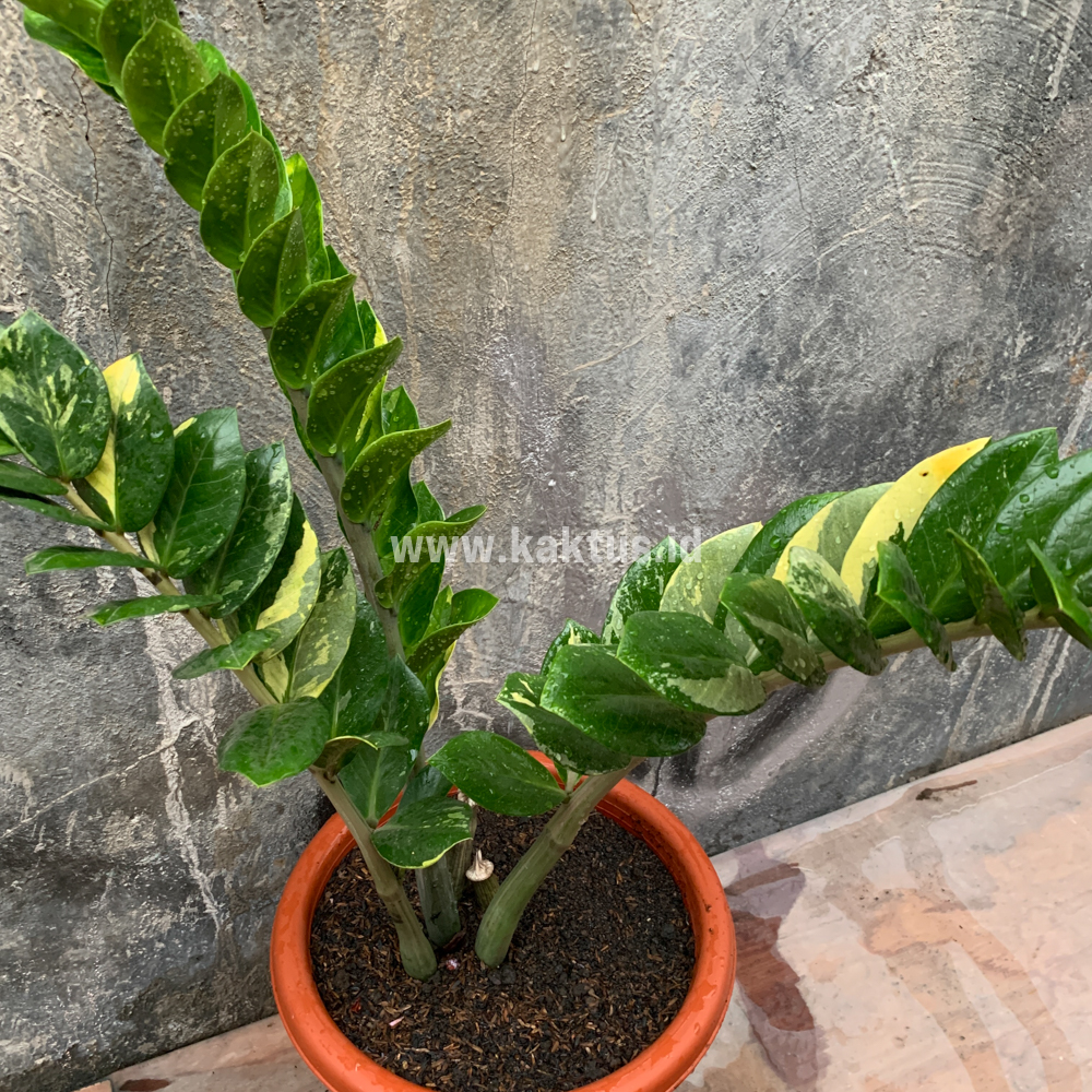 751. Zamioculcas Zamiifolia Variegated - Image 9
