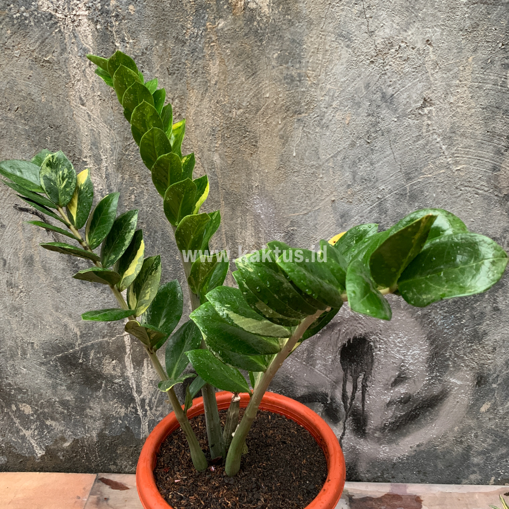 751. Zamioculcas Zamiifolia Variegated - Image 10