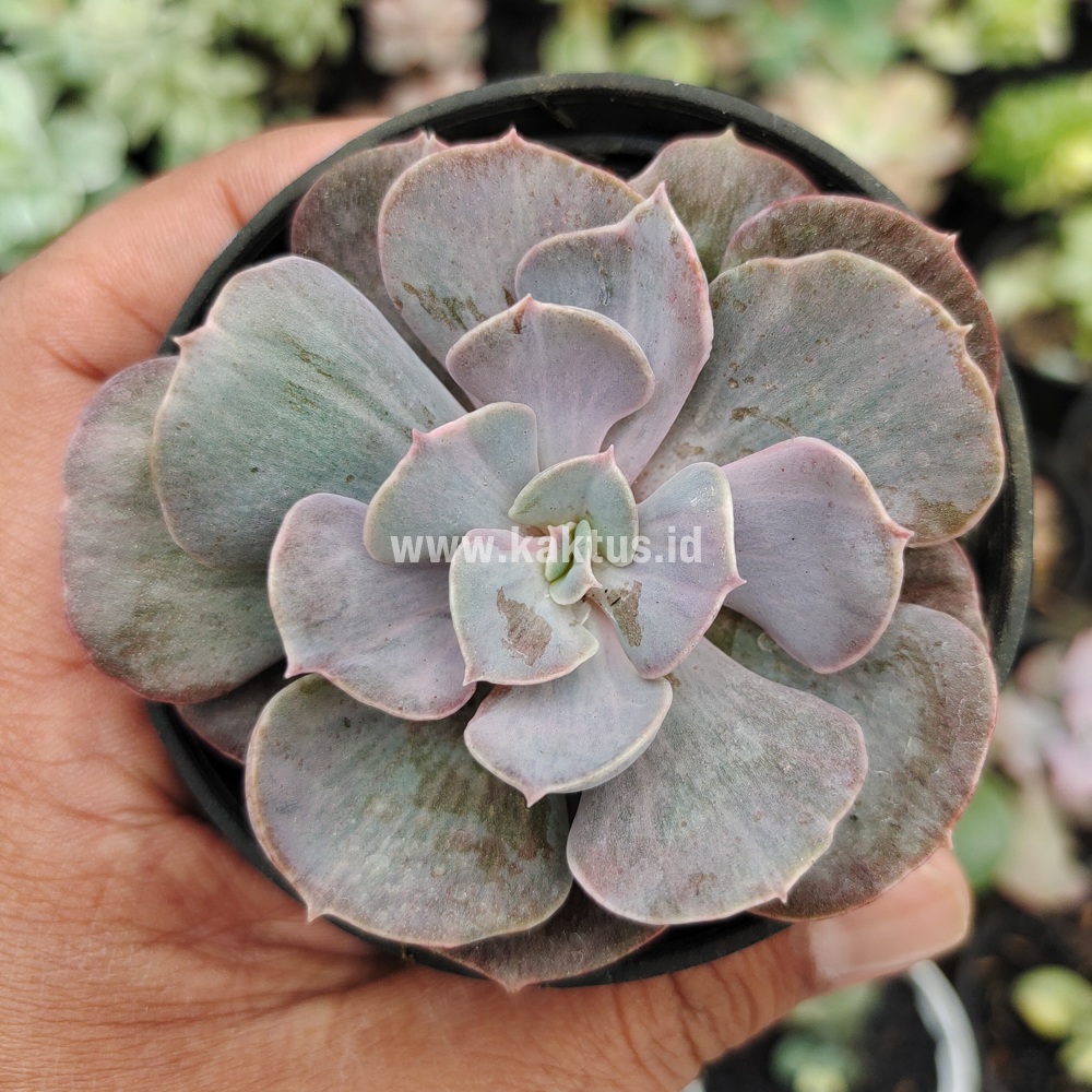 753. Echeveria Perle Gray Splash - Image 10