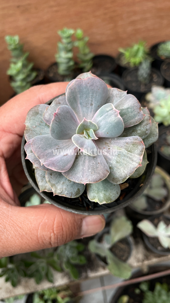753. Echeveria Perle Gray Splash - Image 13
