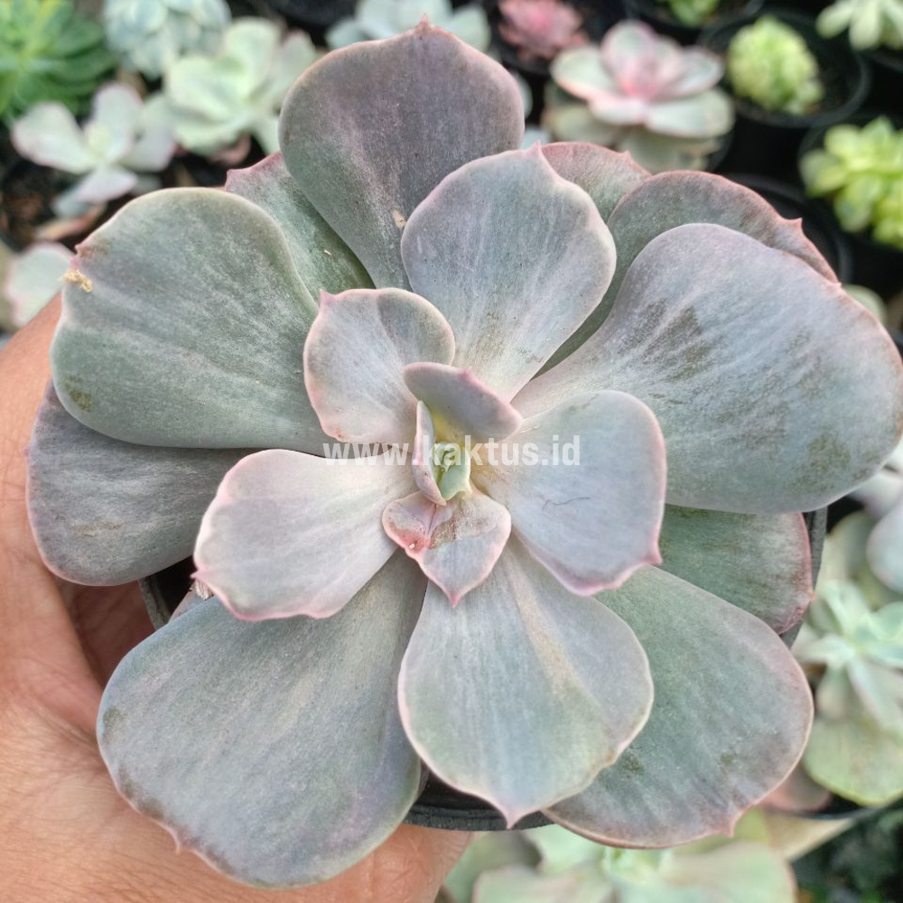753. Echeveria Perle Gray Splash - Image 6