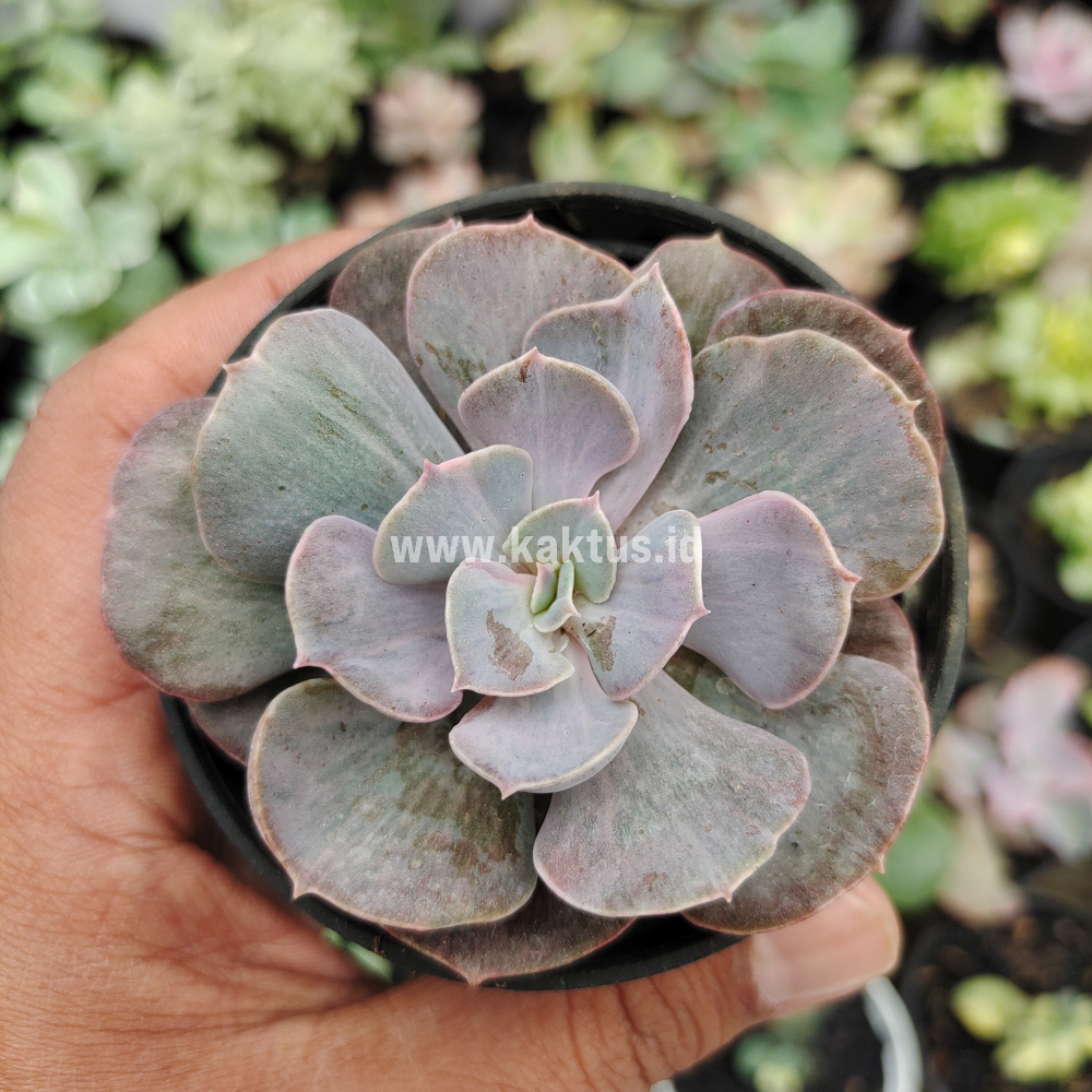 753. Echeveria Perle Gray Splash - Image 7