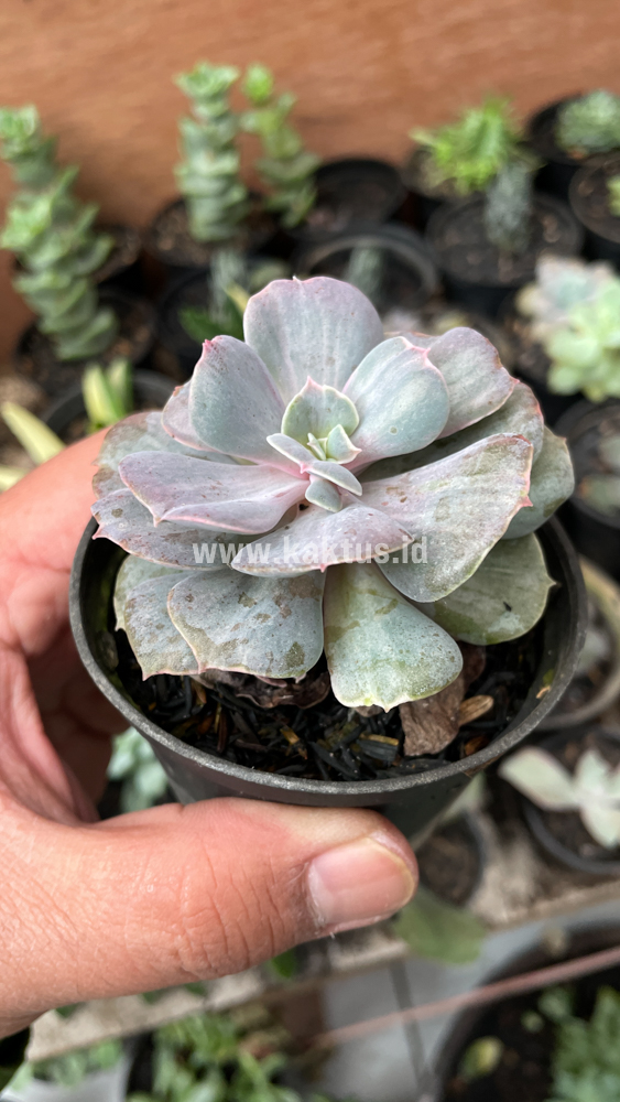 753. Echeveria Perle Gray Splash - Image 5