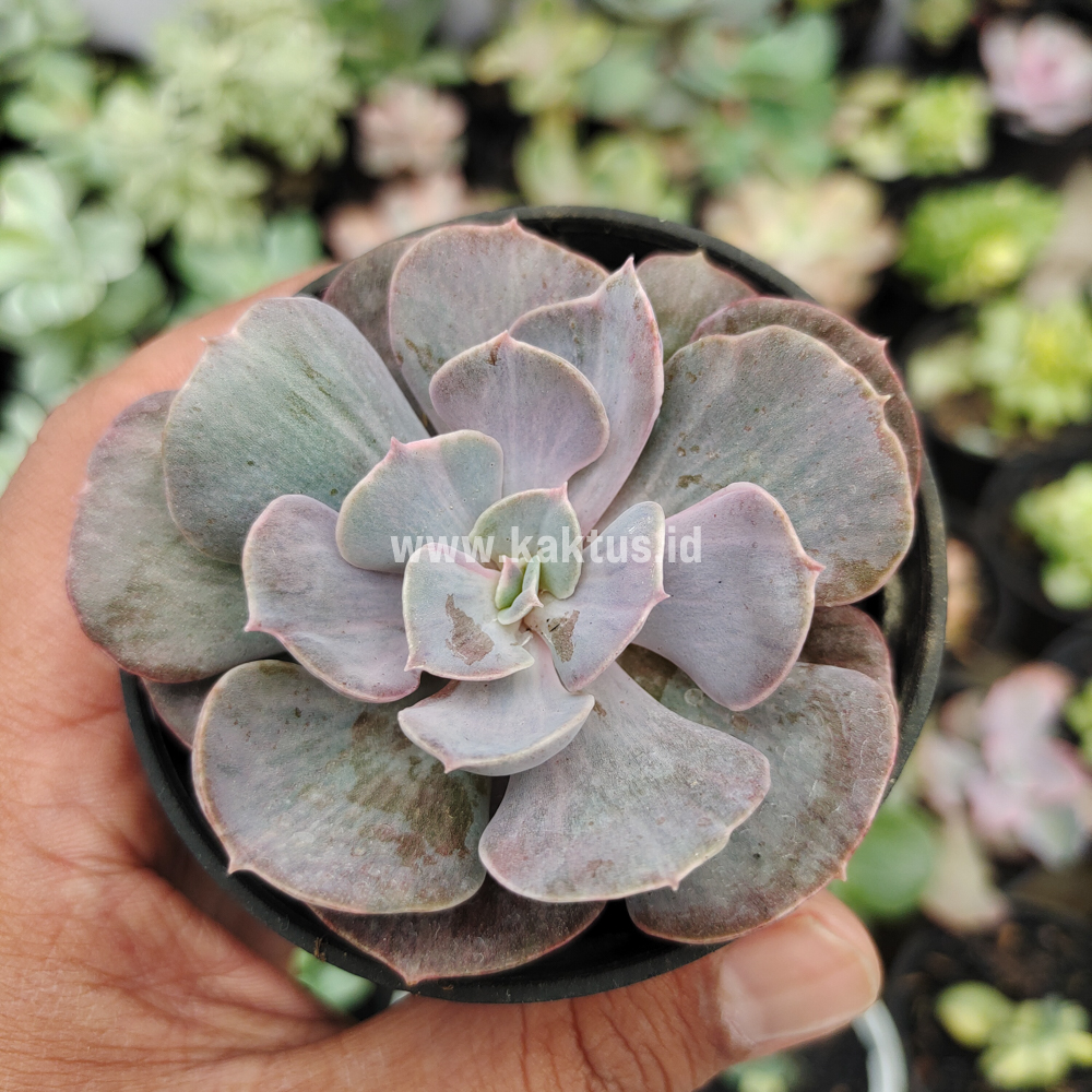 753. Echeveria Perle Gray Splash - Image 2