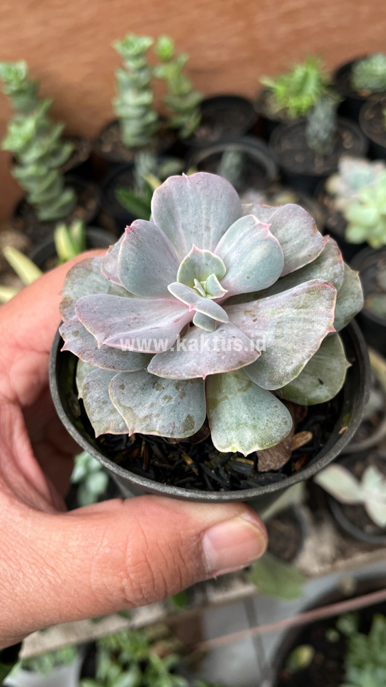753. Echeveria Perle Gray Splash - Image 8