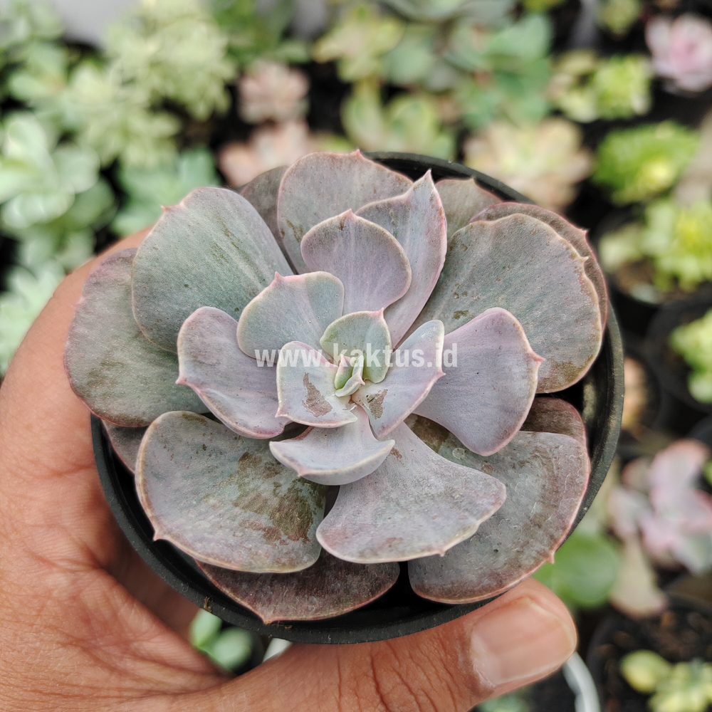 753. Echeveria Perle Gray Splash - Image 11