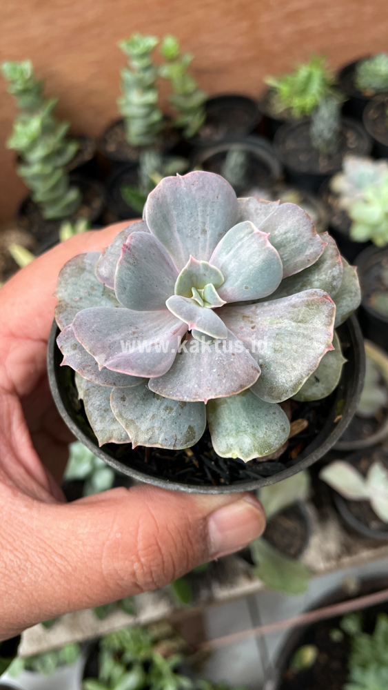 753. Echeveria Perle Gray Splash - Image 3