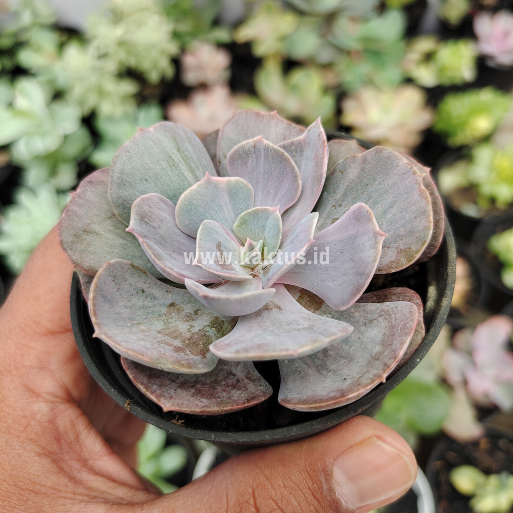 753. Echeveria Perle Gray Splash - Image 12