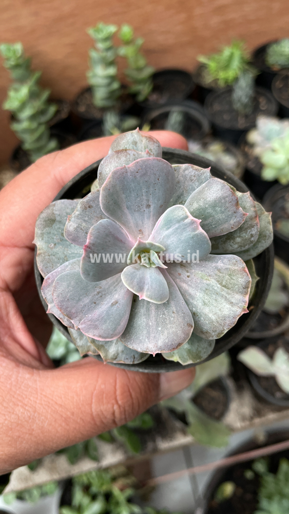 753. Echeveria Perle Gray Splash - Image 4
