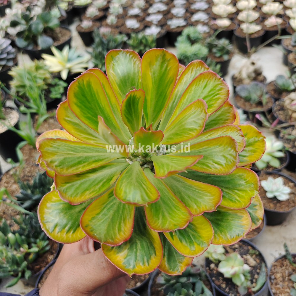 754. Euphorbia Poissonii Variegated - Image 3