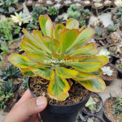 Alternative view of 754. Euphorbia Poissonii Variegated