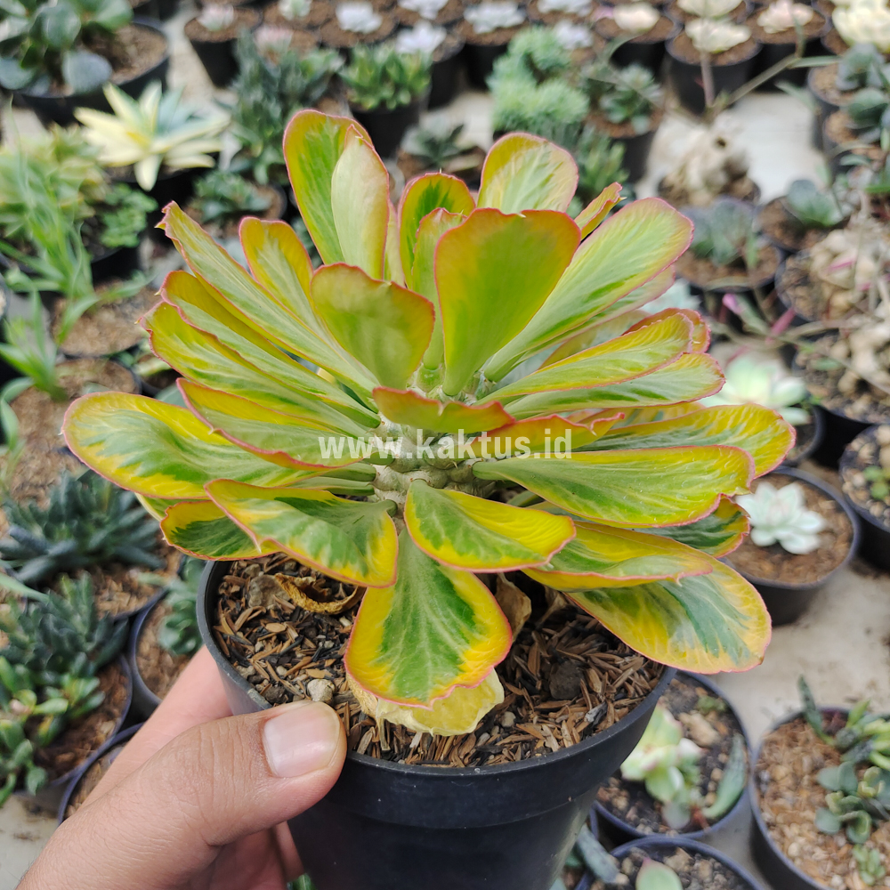 754. Euphorbia Poissonii Variegated - Image 2