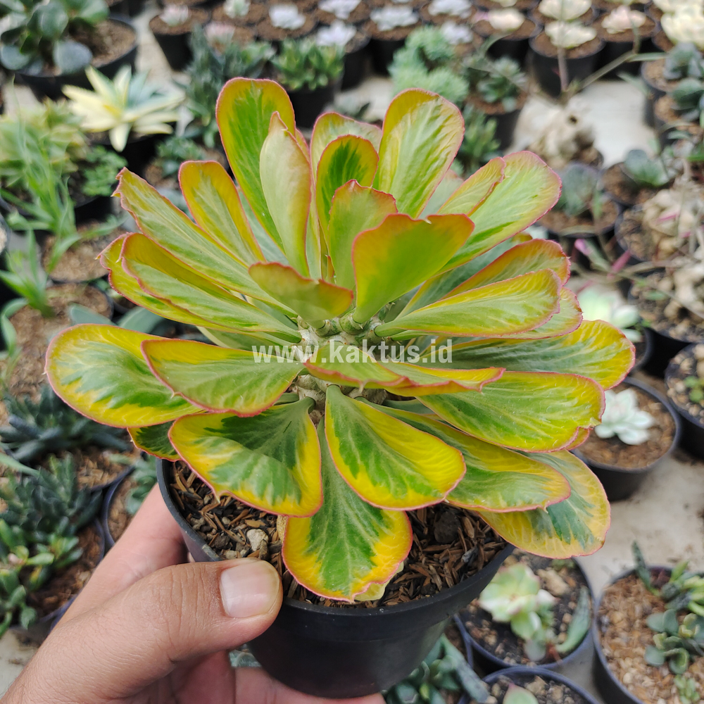 754. Euphorbia Poissonii Variegated - Image 4