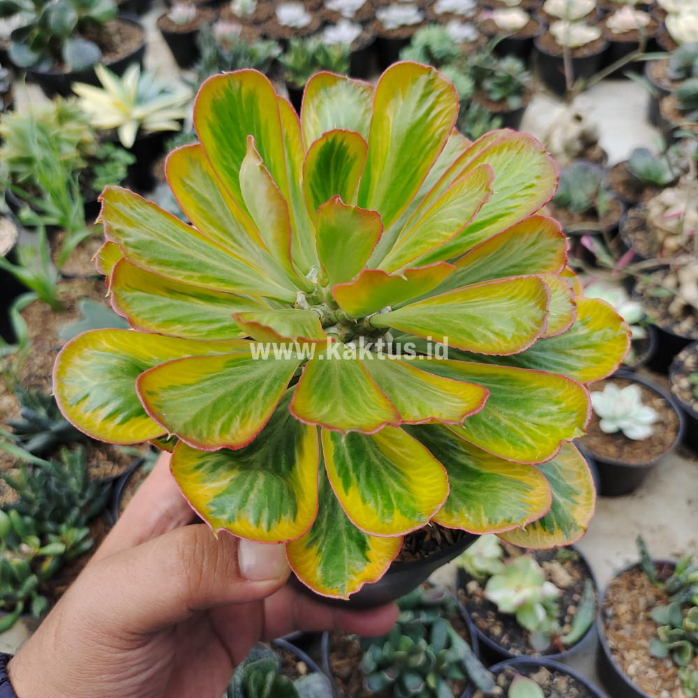 754. Euphorbia Poissonii Variegated - Image 5