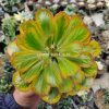 754. Euphorbia Poissonii Variegated