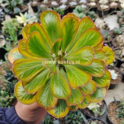 754. Euphorbia Poissonii Variegated